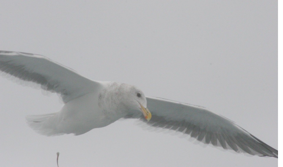 Glaucous-winged Gull - Jouko Haapamaa