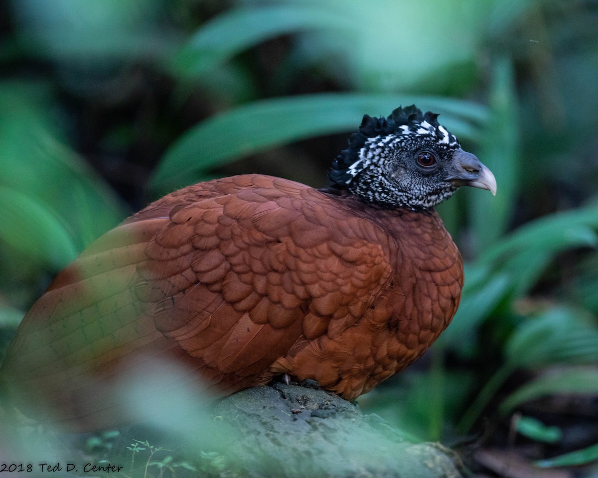 Great Curassow - Ted Center