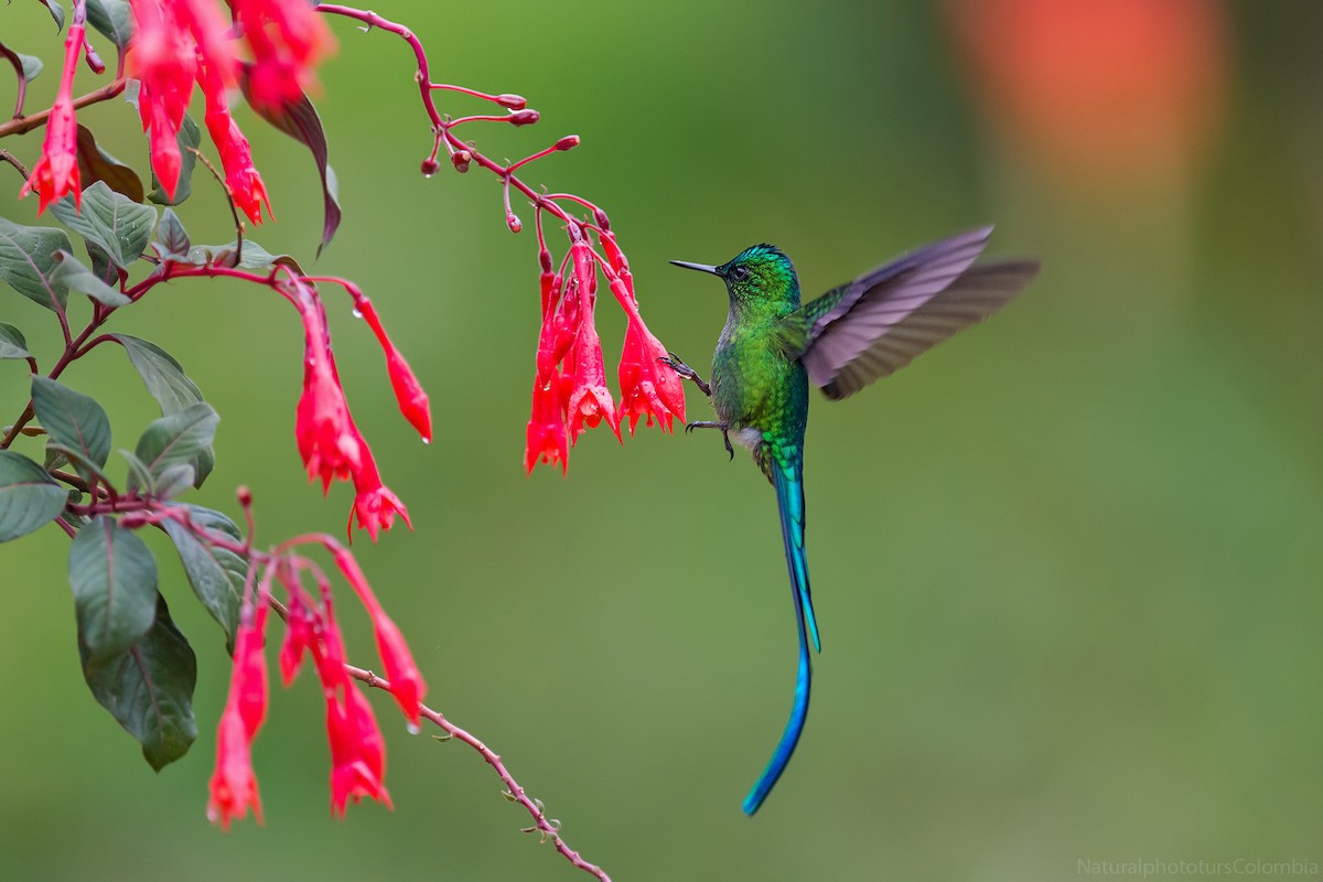 Long-tailed Sylph - ML127013401