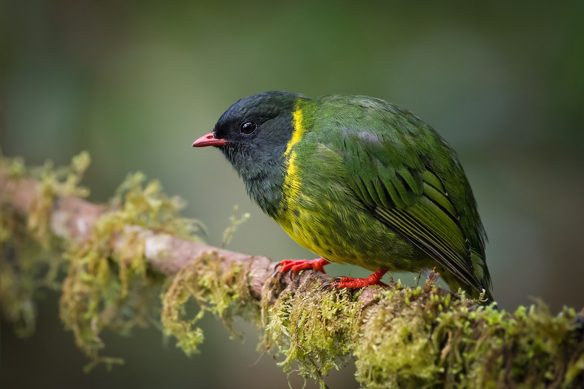 Green-and-black Fruiteater - ML127013871