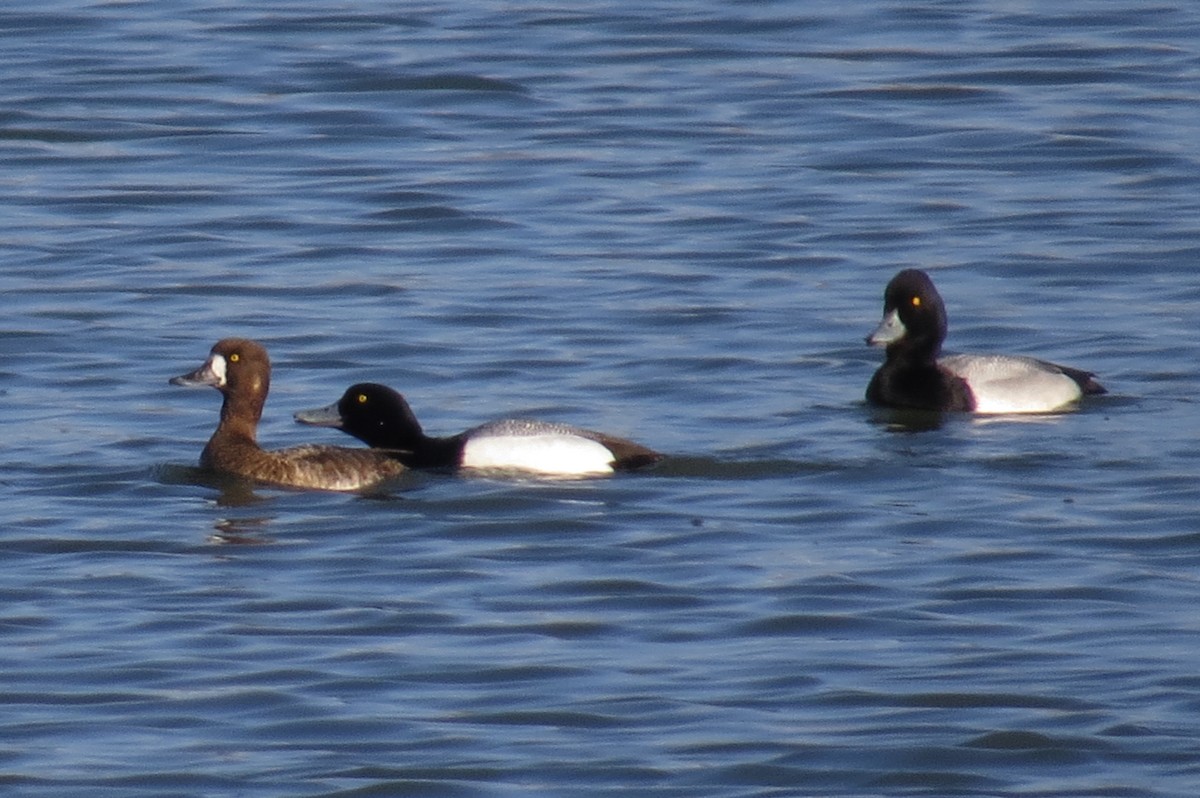 Greater Scaup - ML127013881
