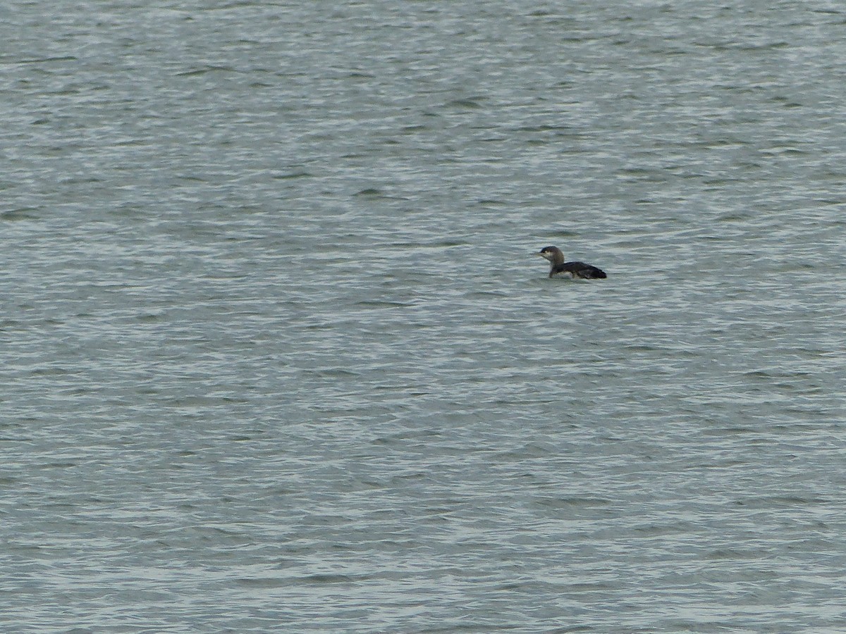 Red-throated Loon - ML127014891
