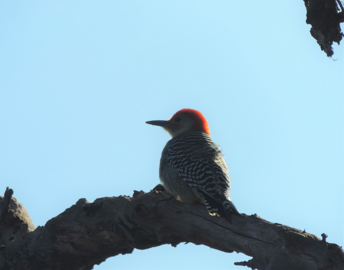 Red-bellied Woodpecker - Anastacia Feoktistova