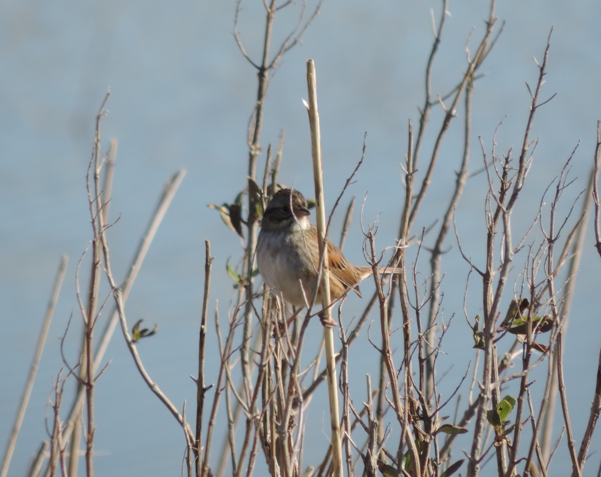 Swamp Sparrow - ML127016221
