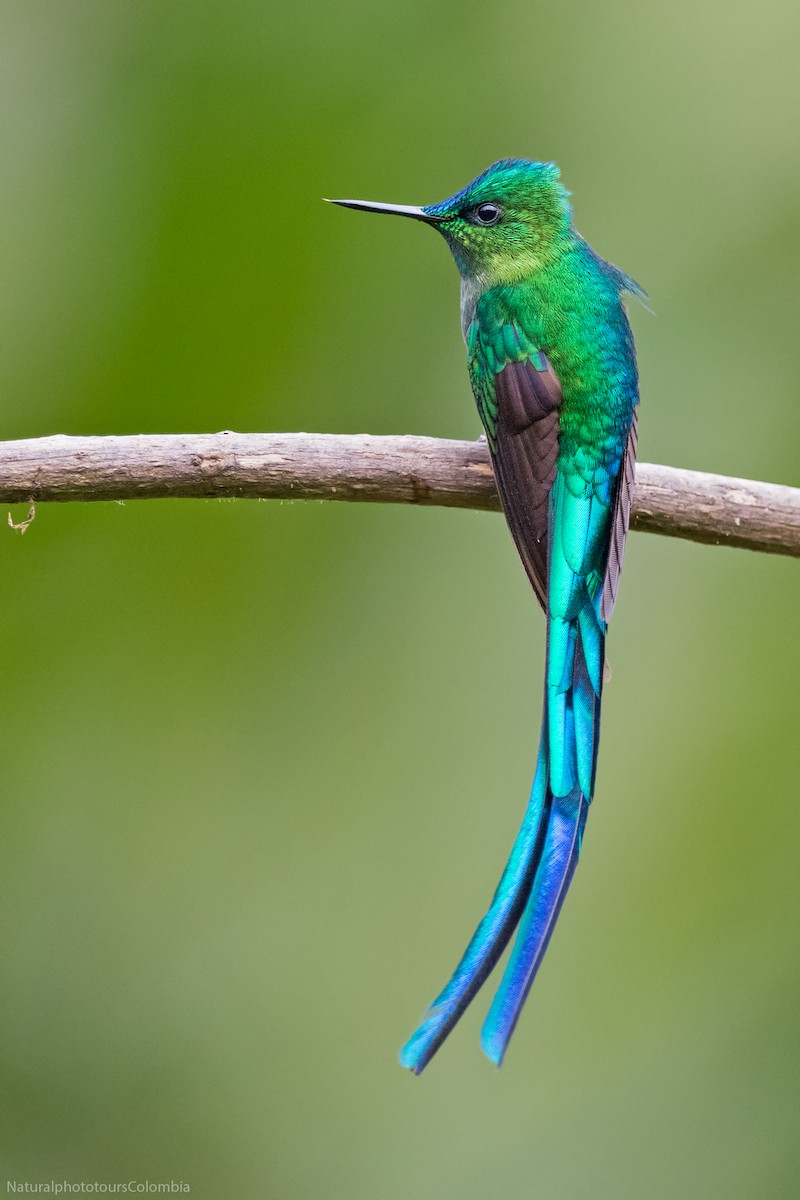 Long-tailed Sylph - ML127016271