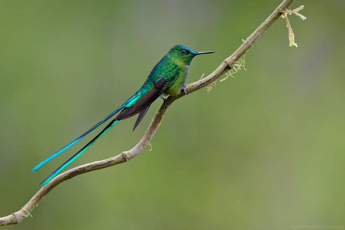 Long-tailed Sylph - ML127016291