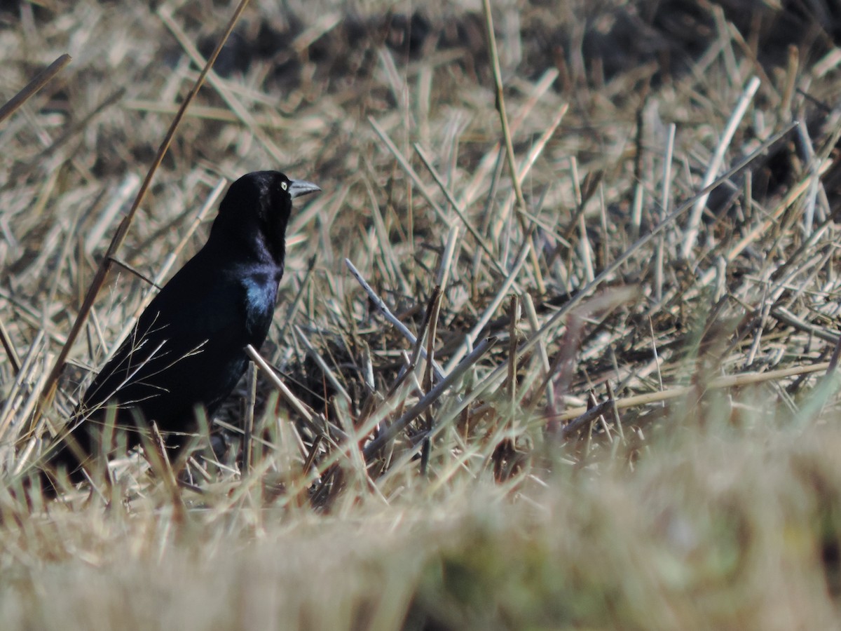 Boat-tailed Grackle - ML127016401