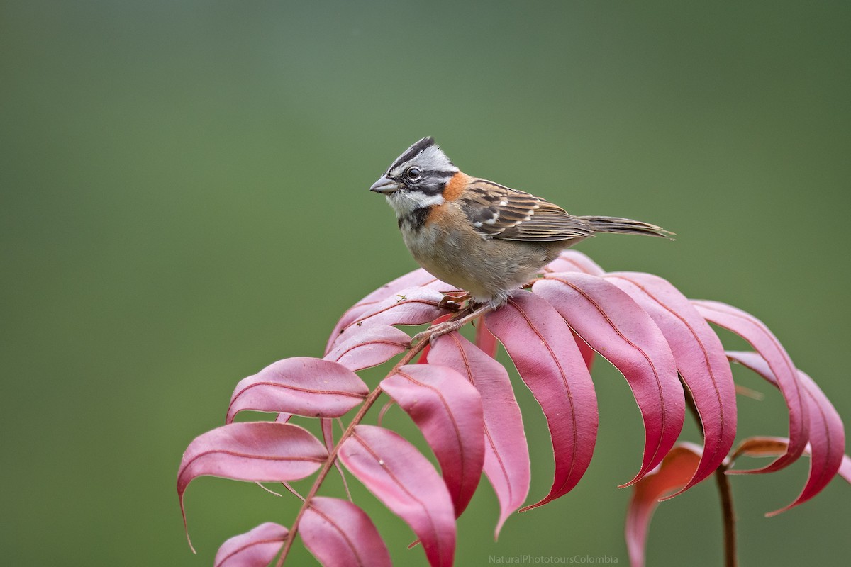 Rufous-collared Sparrow - ML127018011