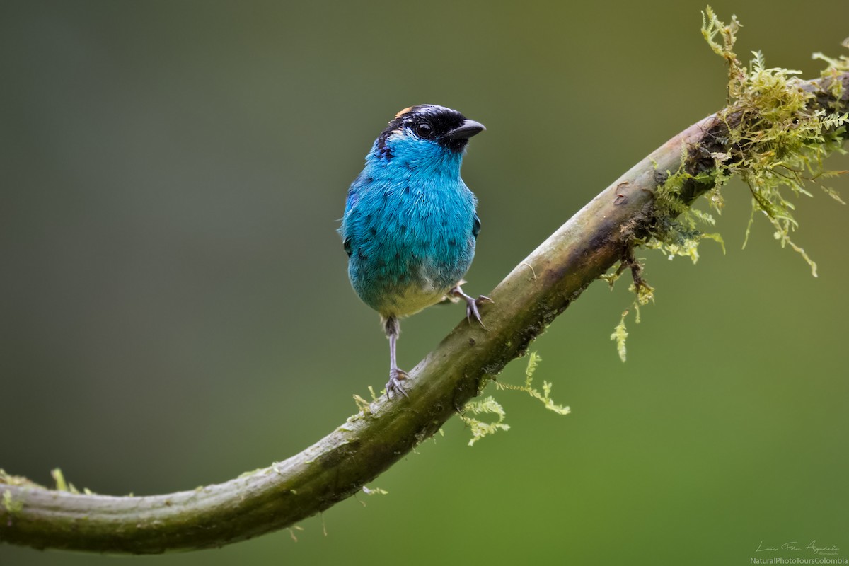Golden-naped Tanager - ML127018881