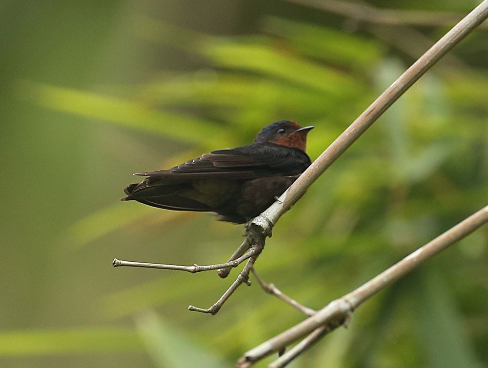 Pacific Swallow - ML127021051