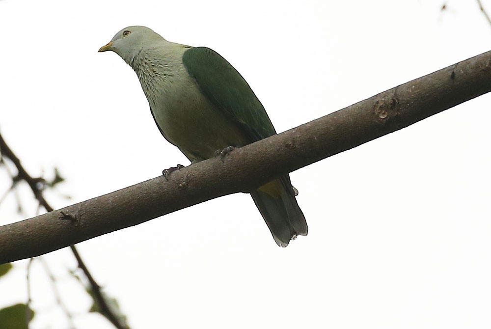 Gray-green Fruit-Dove - Michael Walther