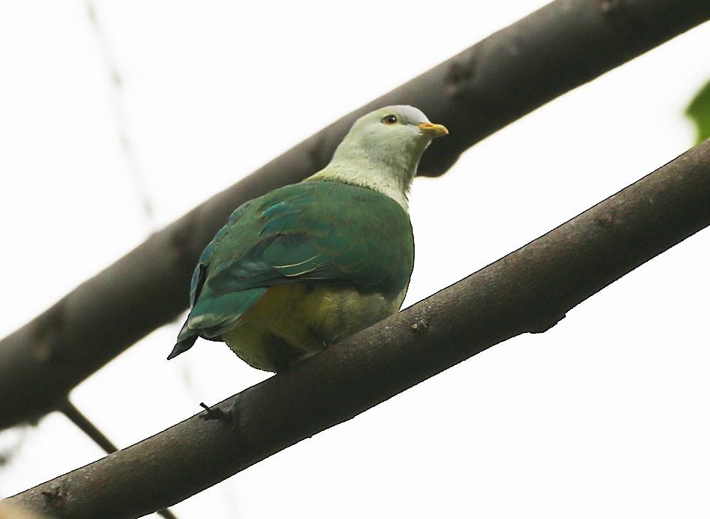 Gray-green Fruit-Dove - Michael Walther