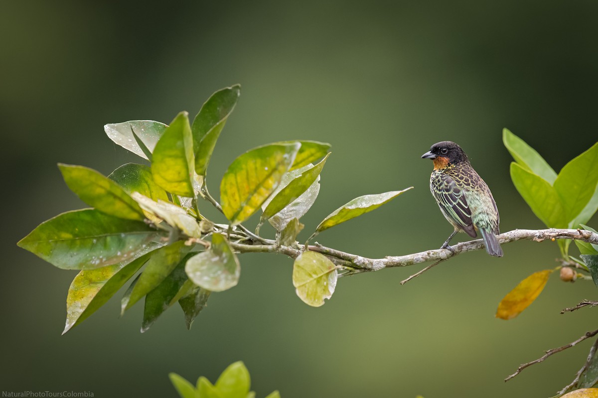 Rufous-throated Tanager - ML127021291