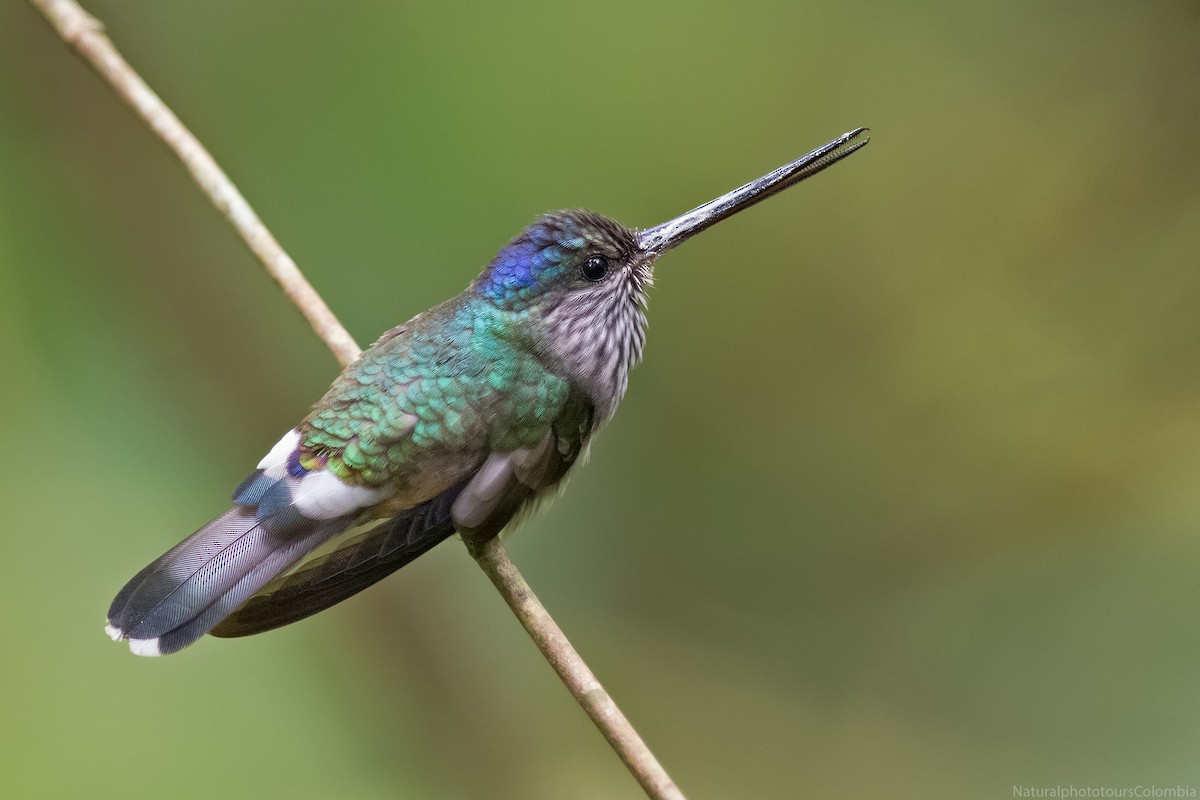 Tooth-billed Hummingbird - Luis  Agudelo