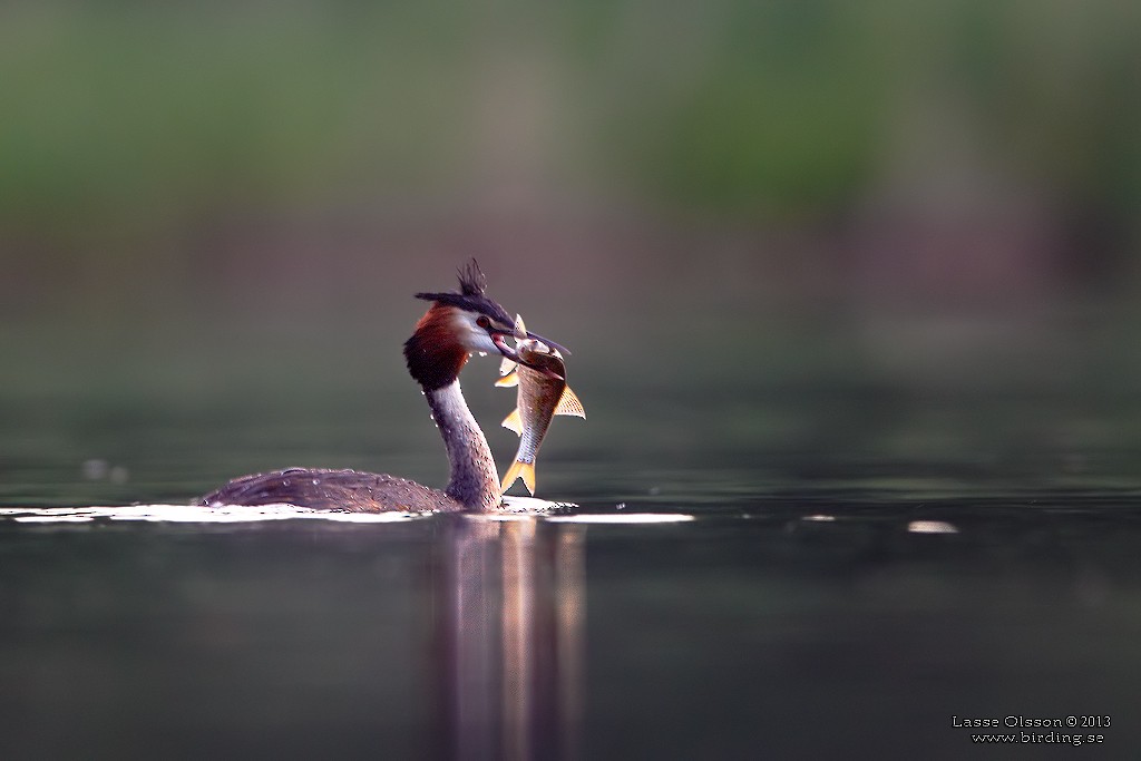 Great Crested Grebe - ML127023711