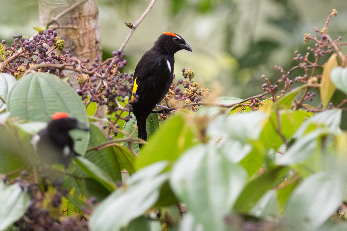 Scarlet-browed Tanager - ML127025961