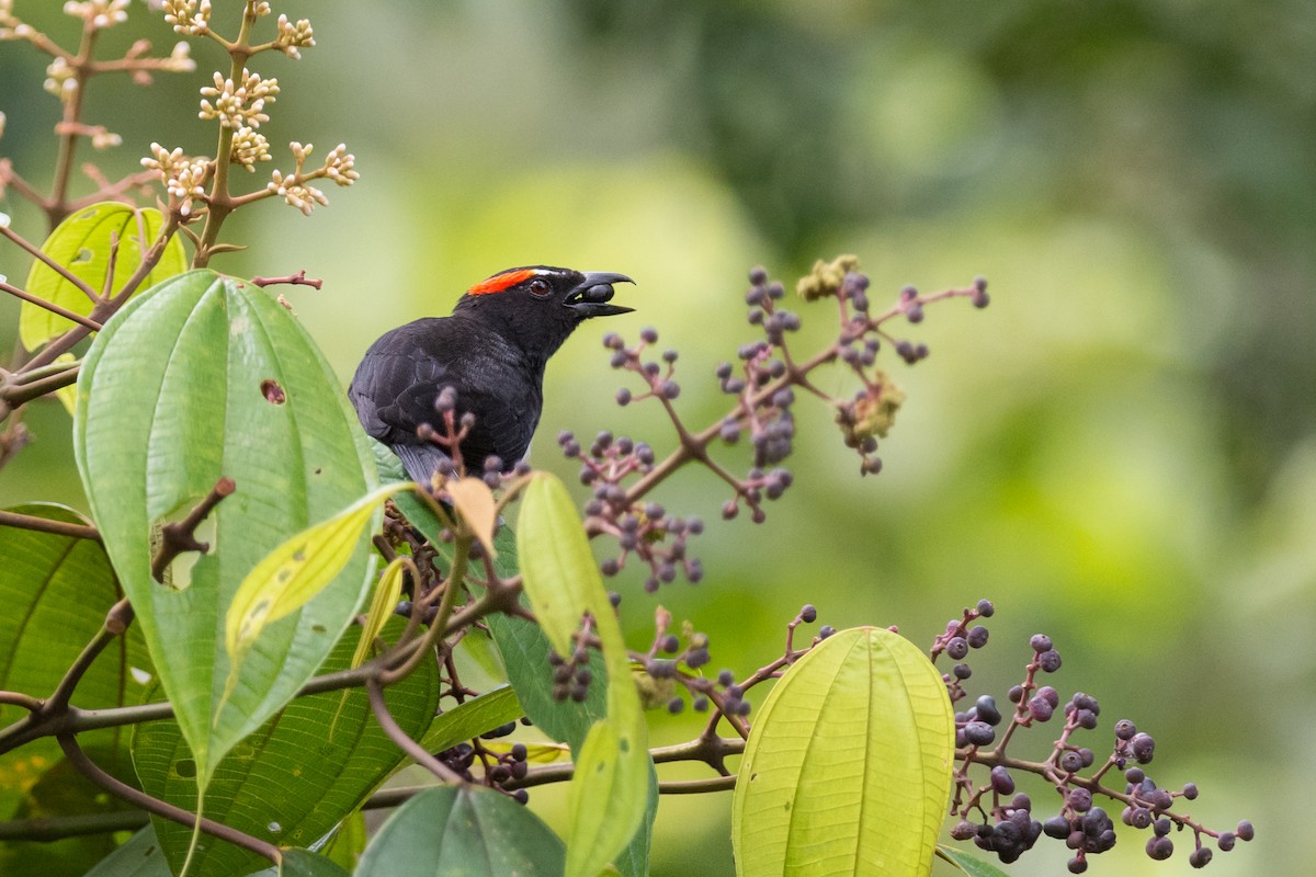 Scarlet-browed Tanager - ML127025971
