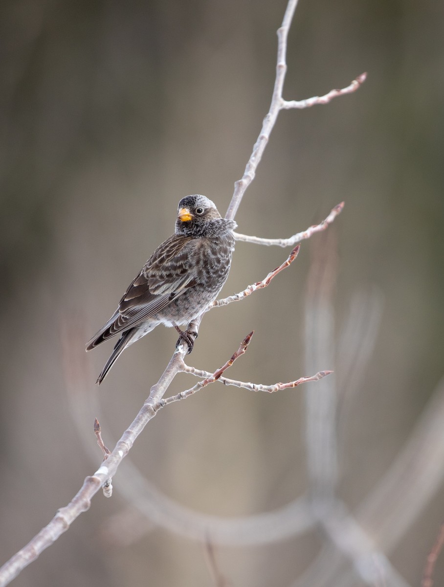 Black Rosy-Finch - Anonymous