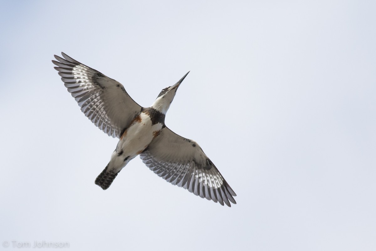 Belted Kingfisher - ML127027841