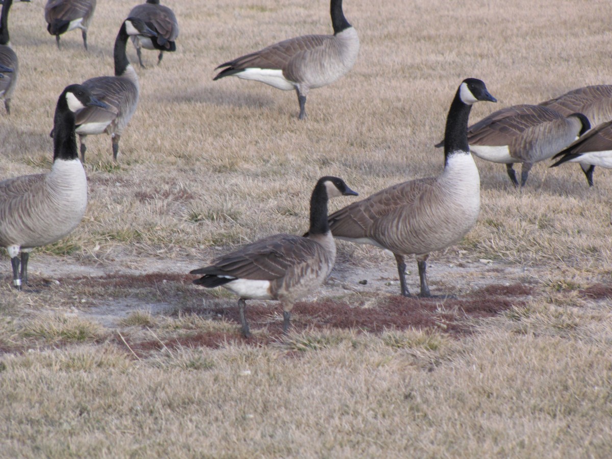 Cackling Goose (Taverner's) - ML127028691