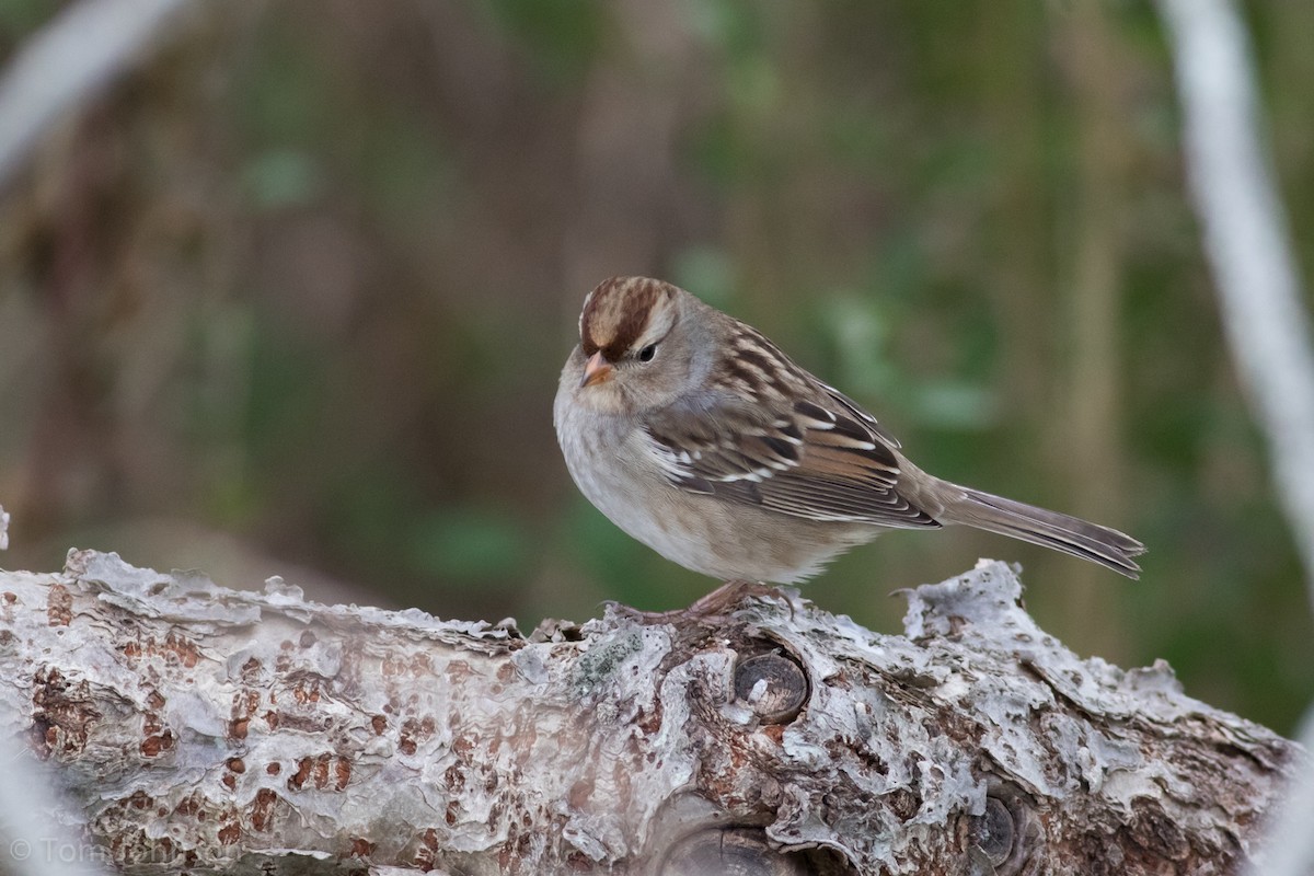 White-crowned Sparrow - ML127030021