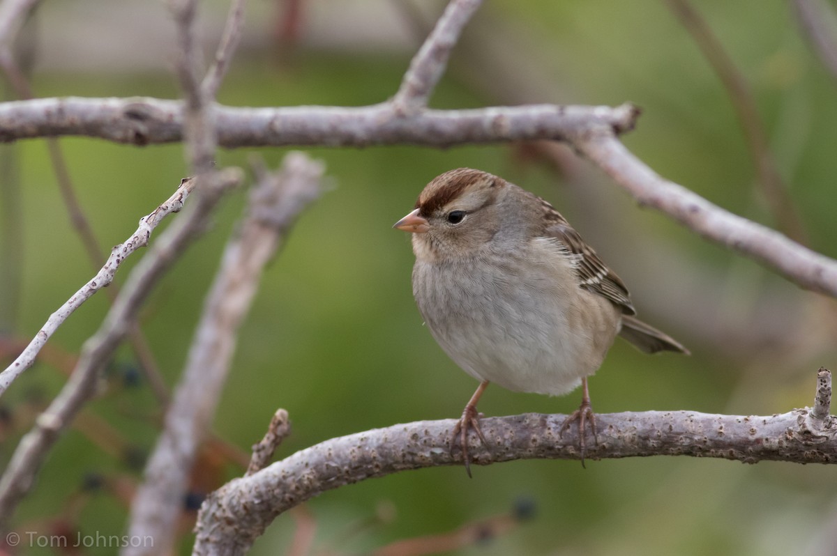 White-crowned Sparrow - ML127030031