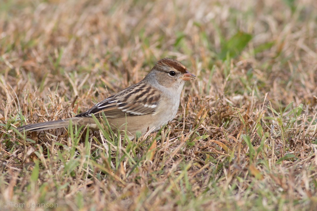 White-crowned Sparrow - ML127030041