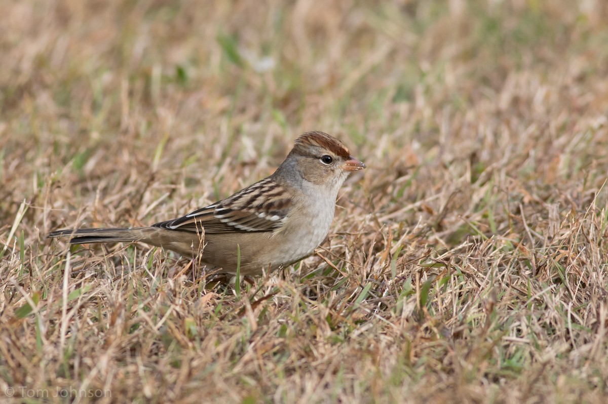 White-crowned Sparrow - ML127030051