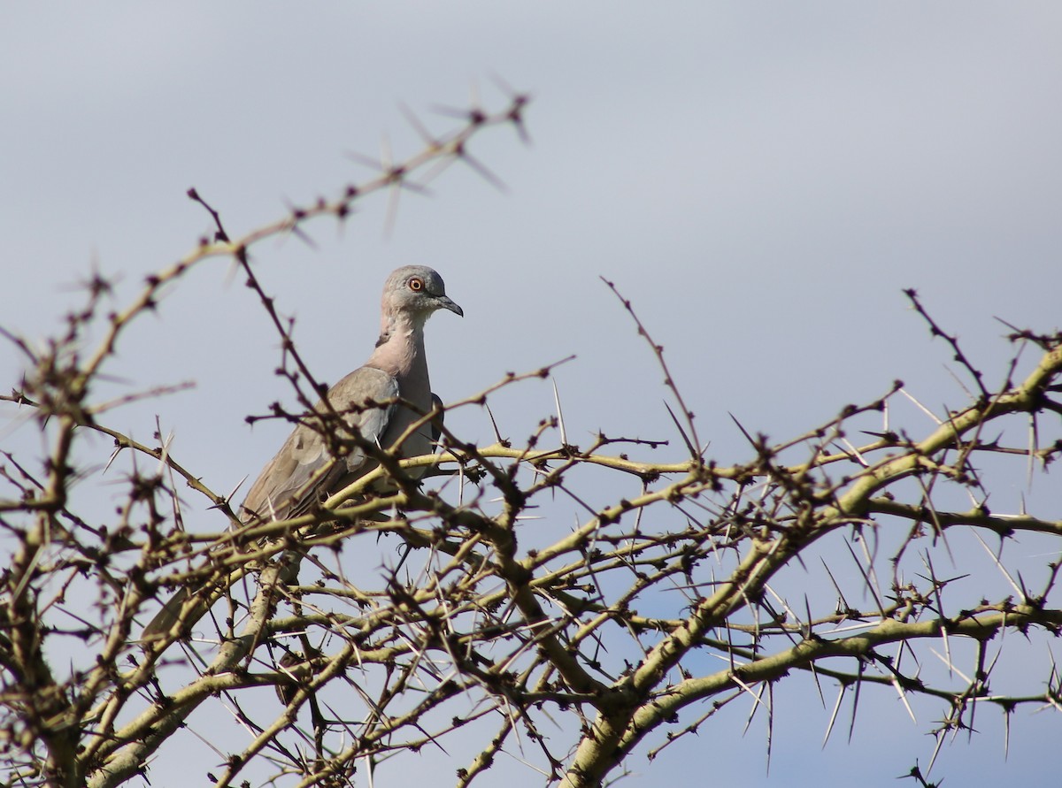 Mourning Collared-Dove - ML127030511