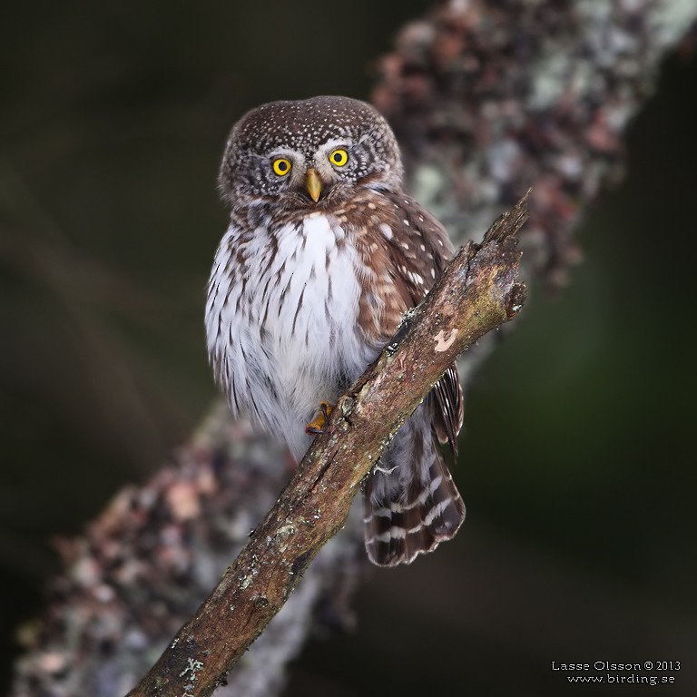 Eurasian Pygmy-Owl - Lasse Olsson