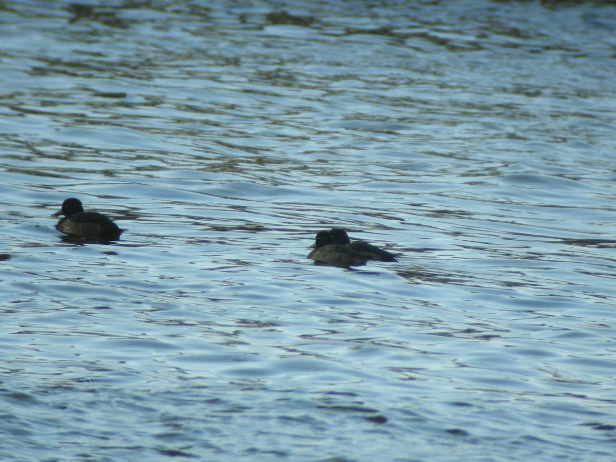 Tufted Duck - ML127035611