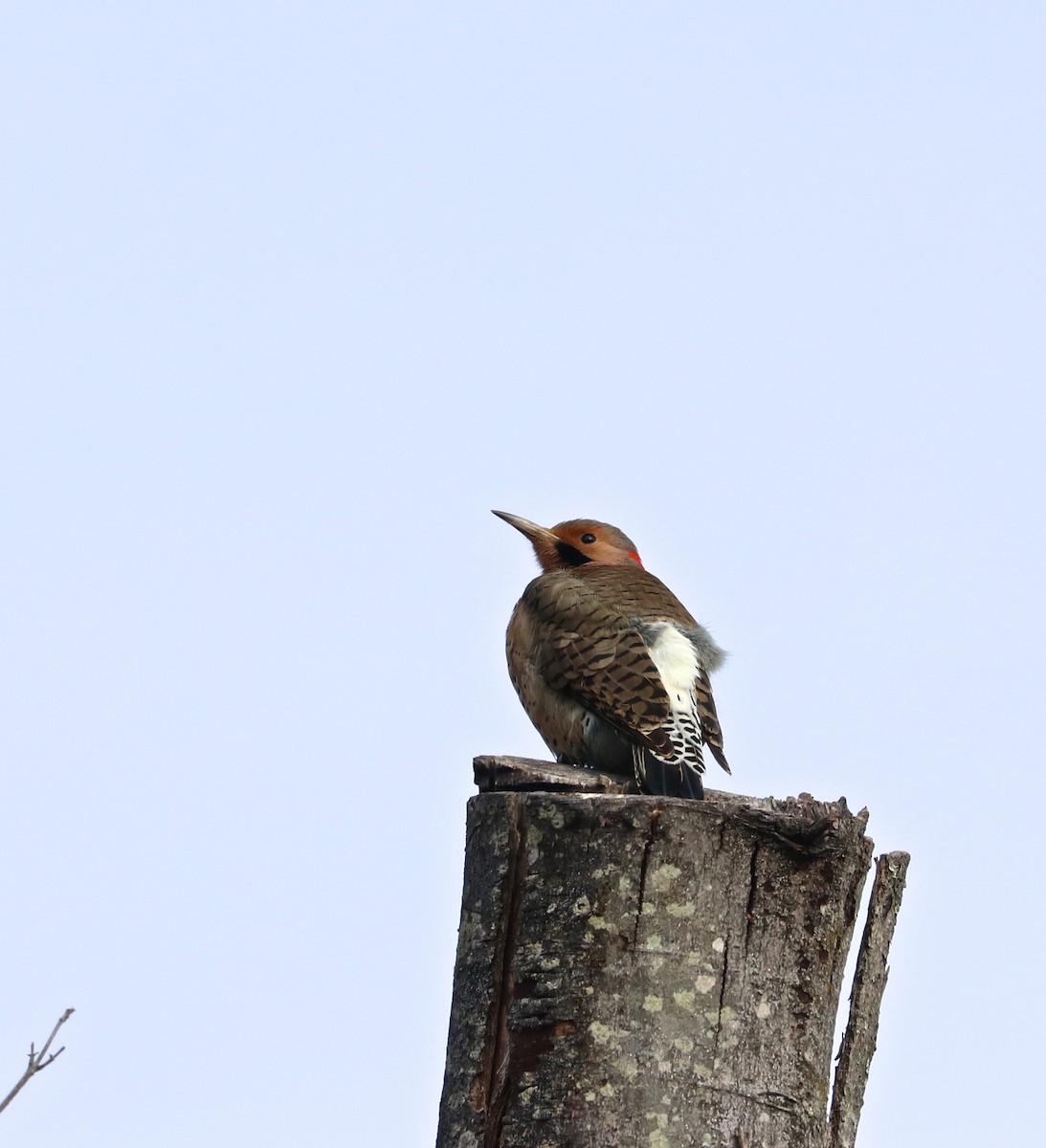 Northern Flicker (Yellow-shafted) - ML127039411
