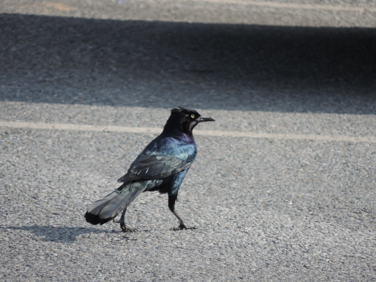 Boat-tailed Grackle - ML127039511
