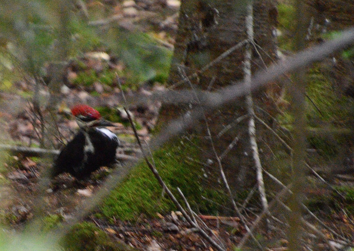 Pileated Woodpecker - Lise Roussel