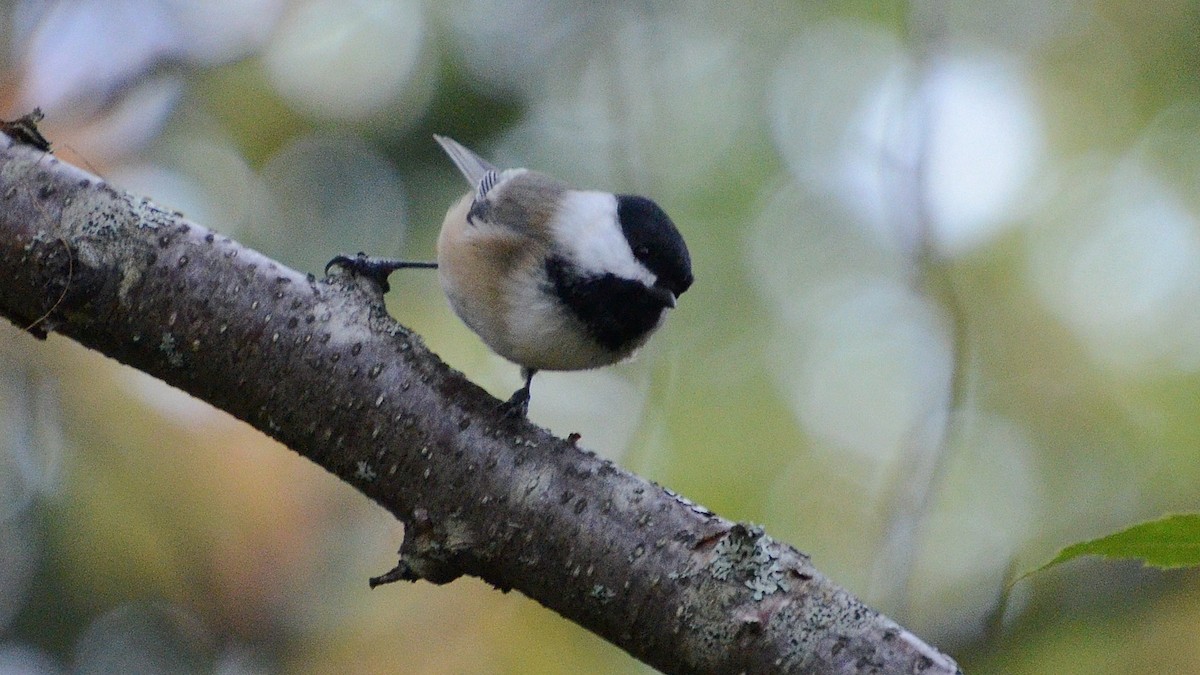 Black-capped Chickadee - Lise Roussel