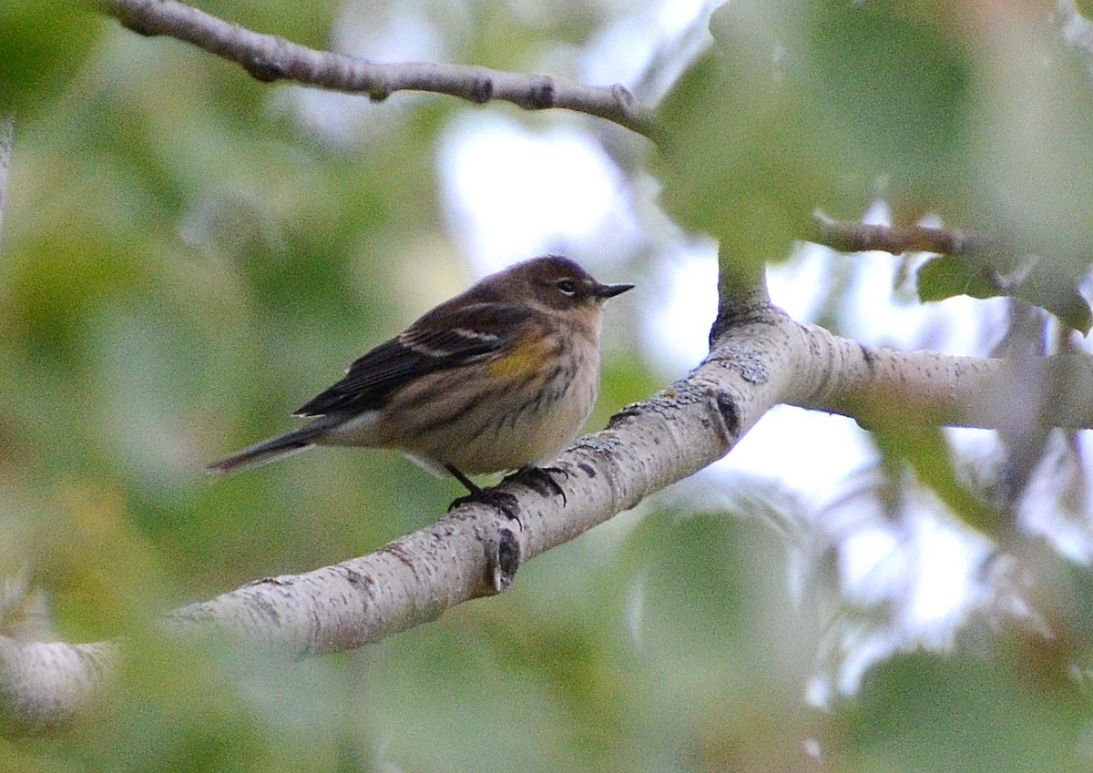 Yellow-rumped Warbler - Lise Roussel