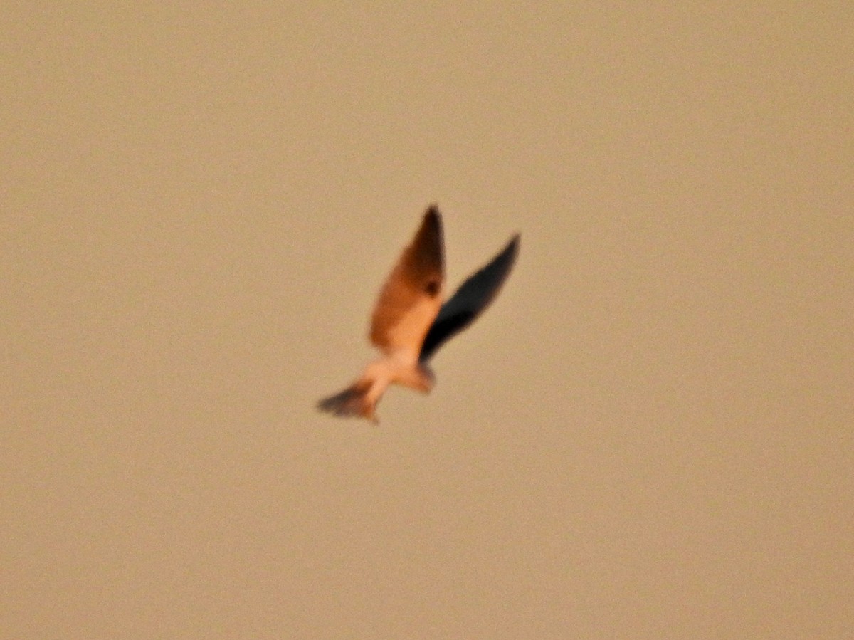 White-tailed Kite - Van Remsen