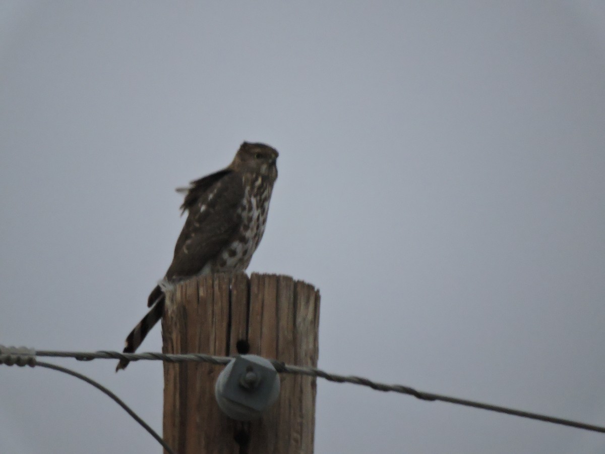 eBird Checklist 9 Jan 2015 Organ MountainsDesert Peaks NMDripping Springs NA 16 species