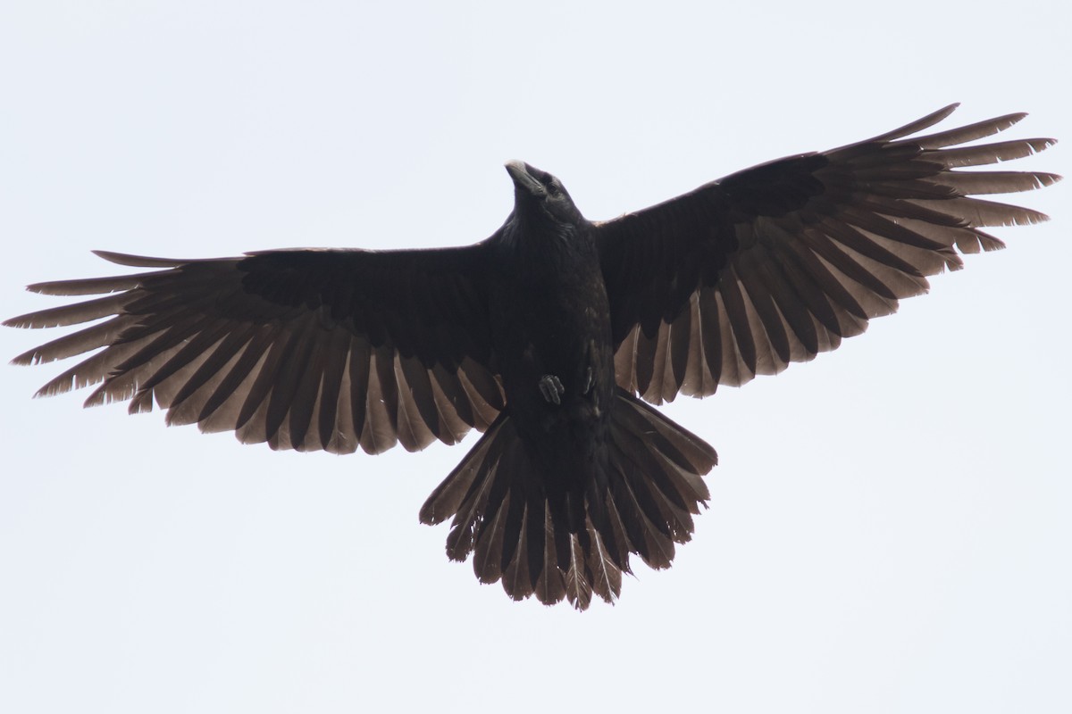 Common Raven - Jesse Amesbury