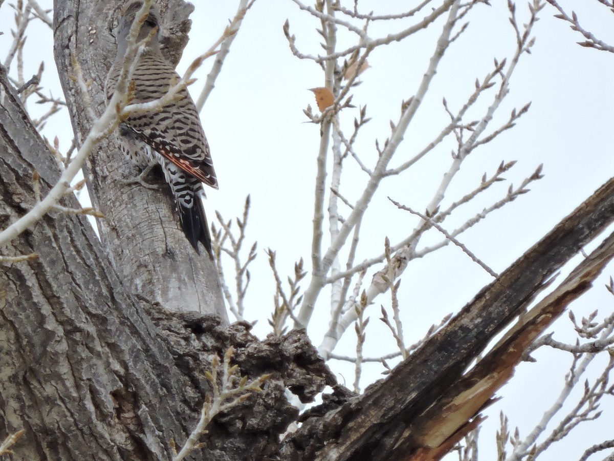 Northern Flicker (Red-shafted) - ML127052091