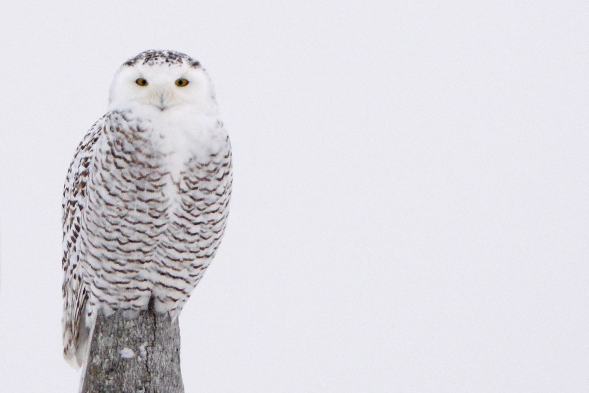 Snowy Owl - ML127052541
