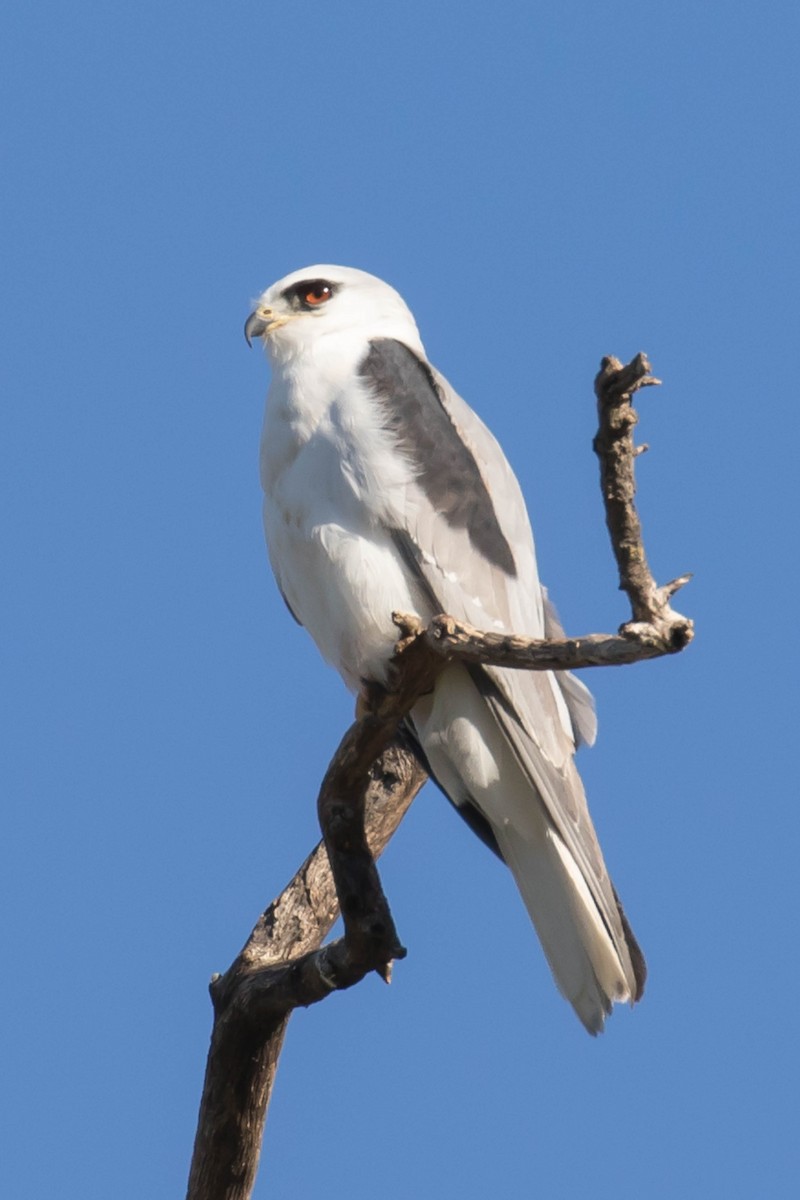 White-tailed Kite - Patricia Clark