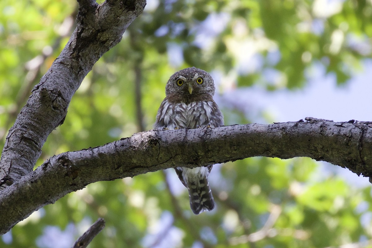 Northern Pygmy-Owl (Mountain) - Eric Heisey