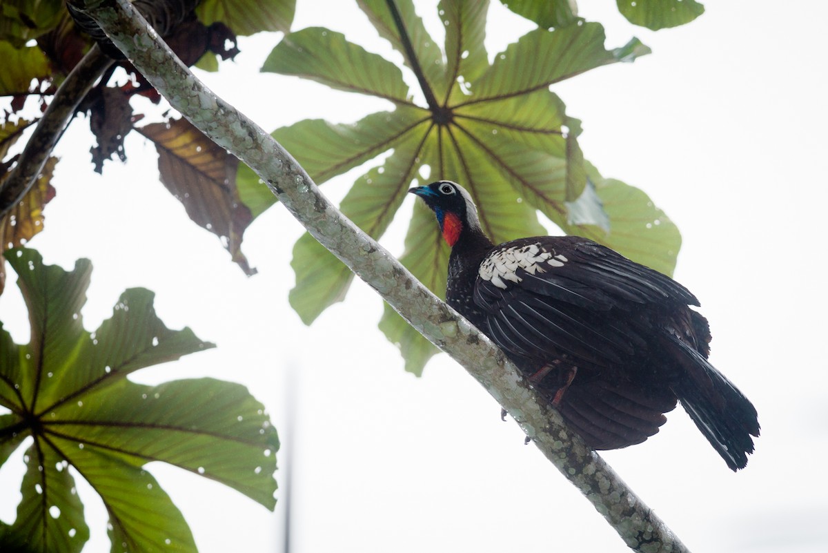 Black-fronted Piping-Guan - ML127054981