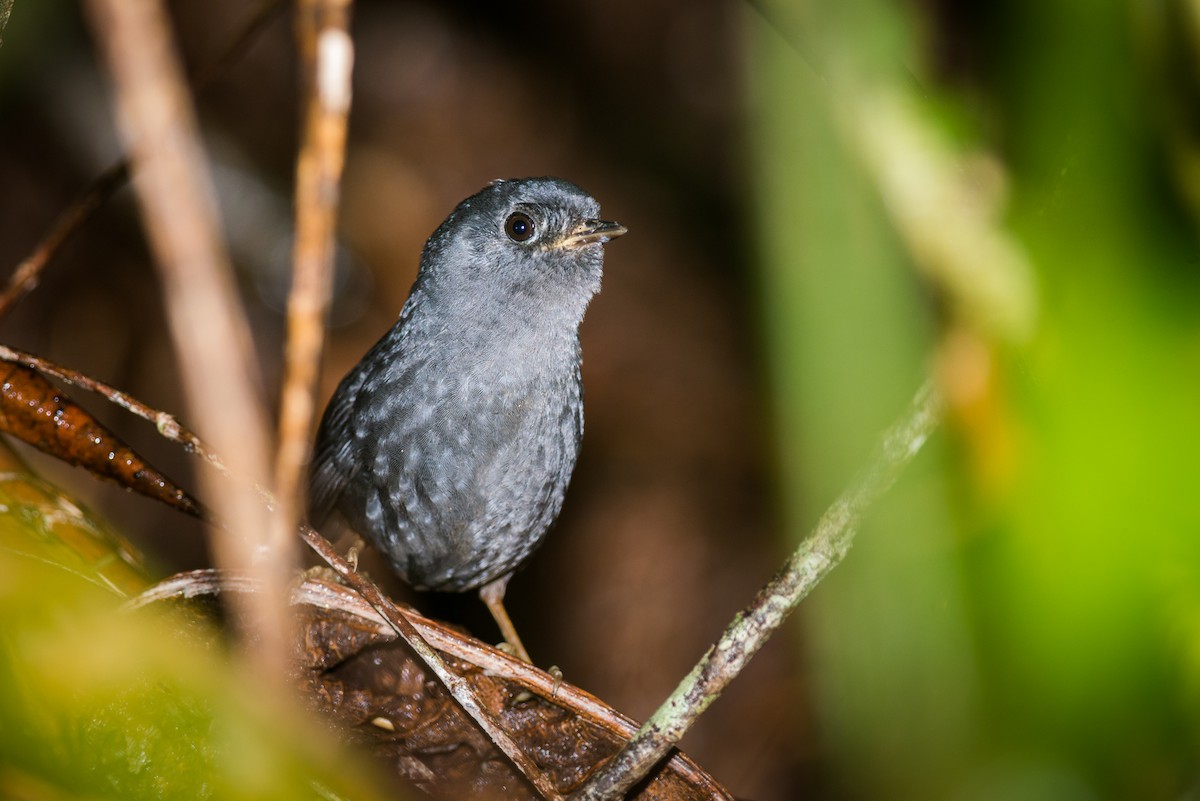 Mouse-colored Tapaculo - ML127055371