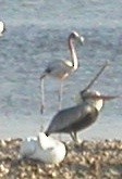 Amerika Flamingosu - ML127057421