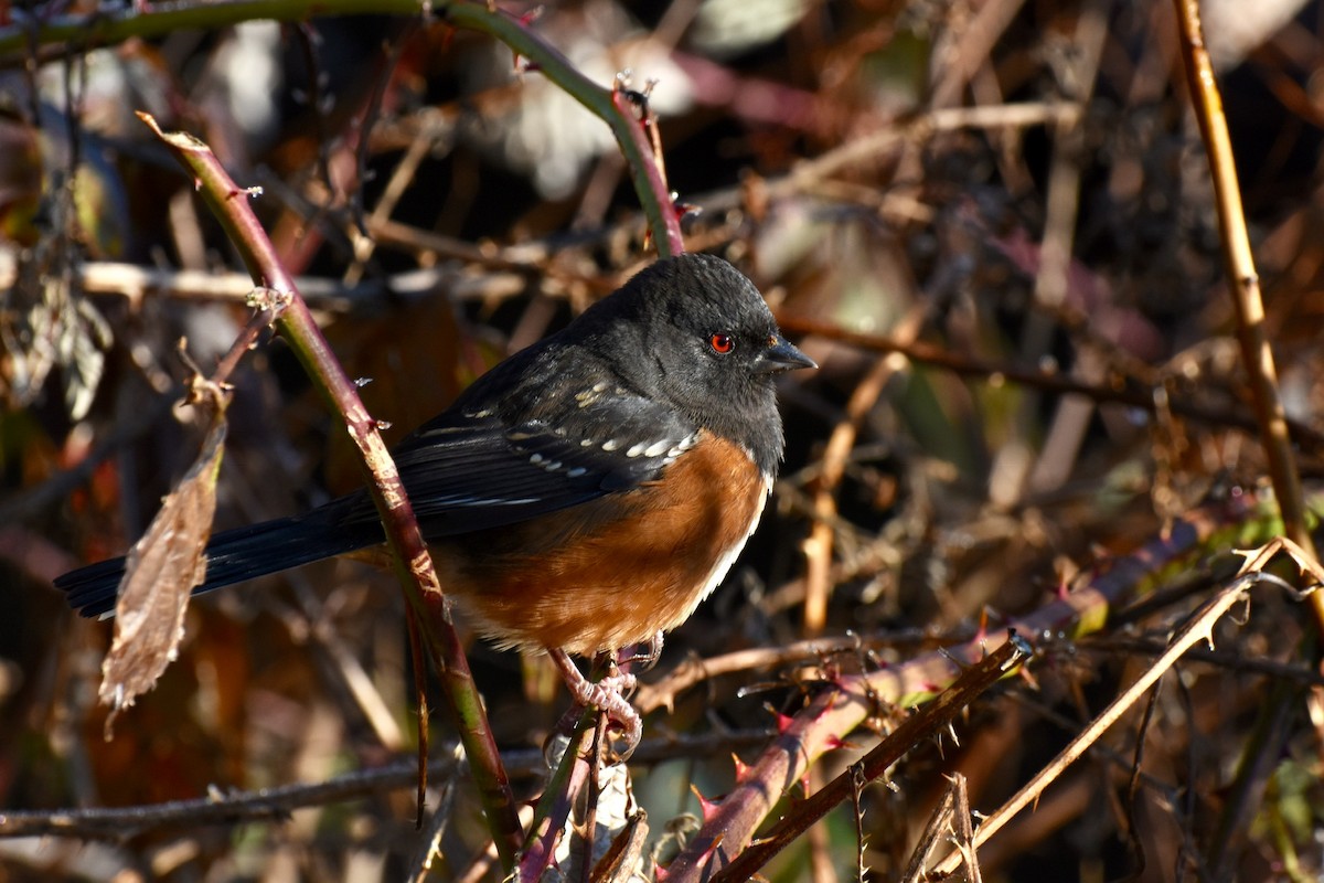 Spotted Towhee - ML127066931