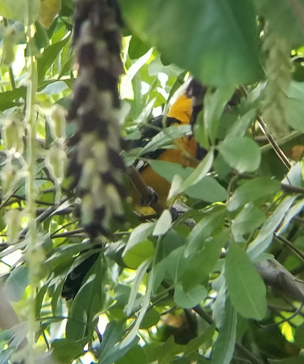 Spot-breasted Oriole - ML127067181