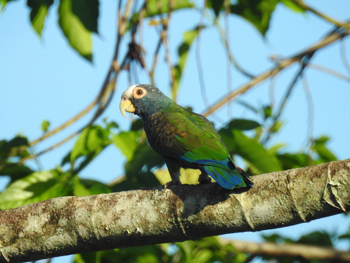 White-crowned Parrot - ML127067371