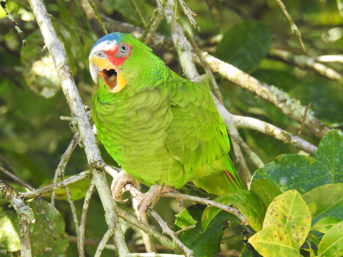 White-fronted Parrot - ML127067491